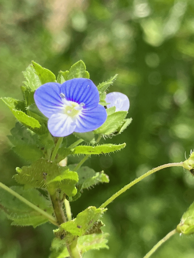A member-supplied image of Netherbury Nature