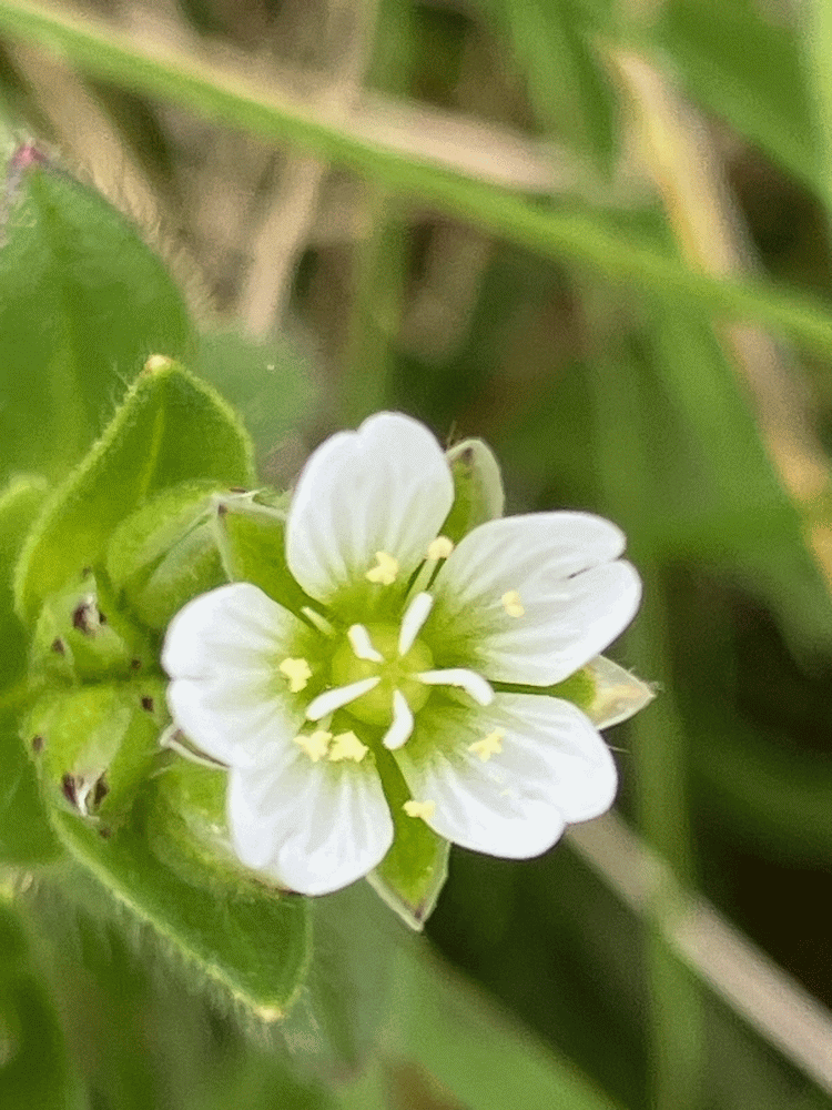 A member-supplied image of Netherbury Nature