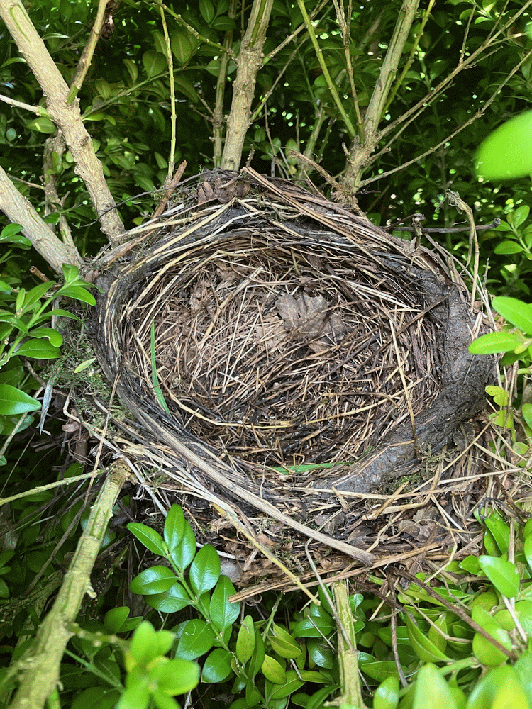 A member-supplied image of Netherbury Nature