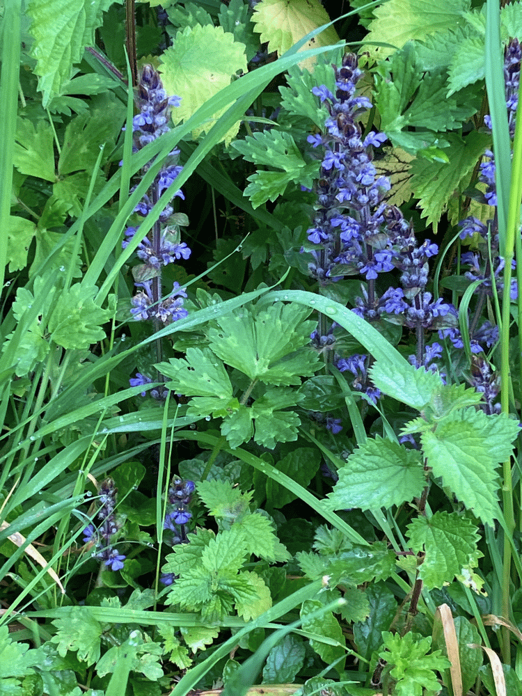 A member-supplied image of Netherbury Nature