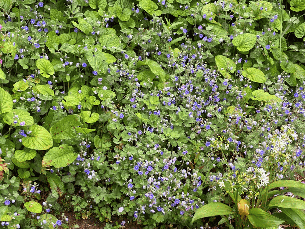 A member-supplied image of Netherbury Nature