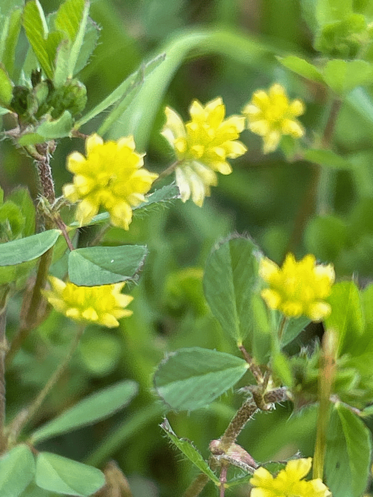 A member-supplied image of Netherbury Nature