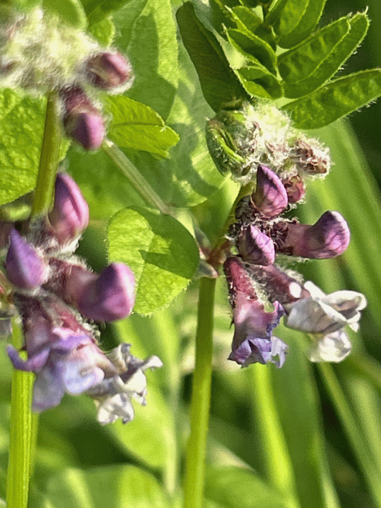 A member-supplied image of Netherbury Nature