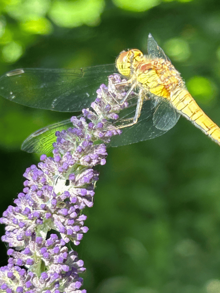 A member-supplied image of Netherbury Nature