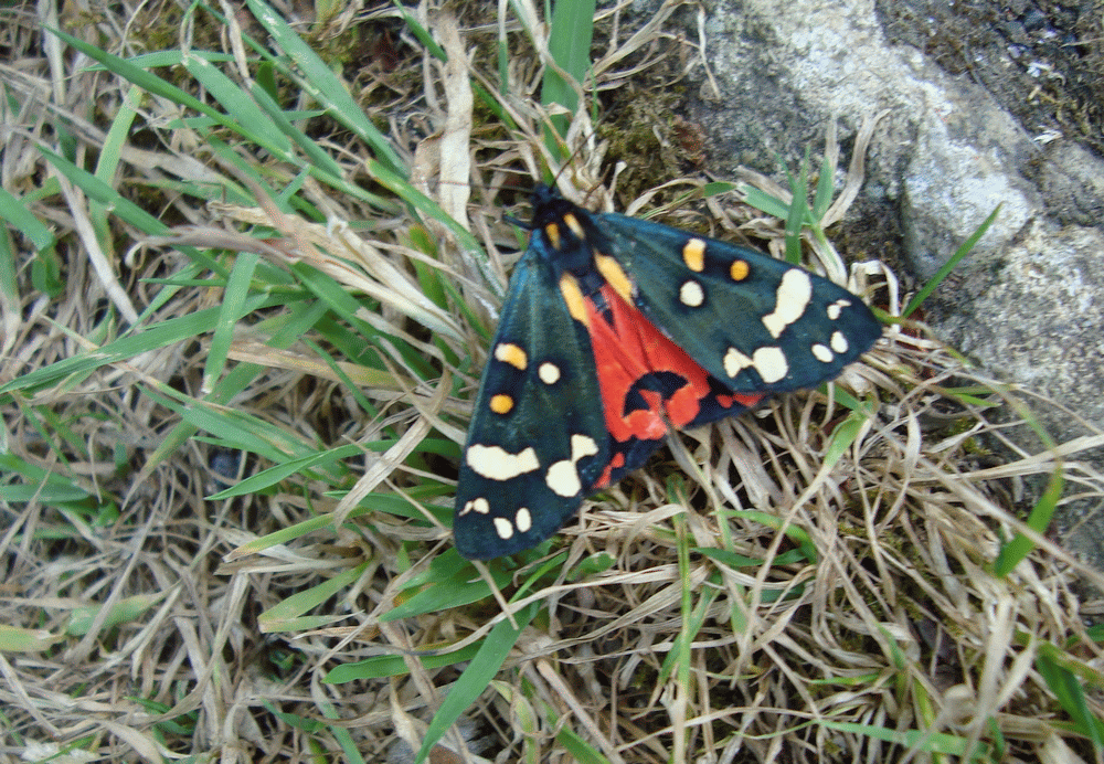 A member-supplied image of Netherbury Nature
