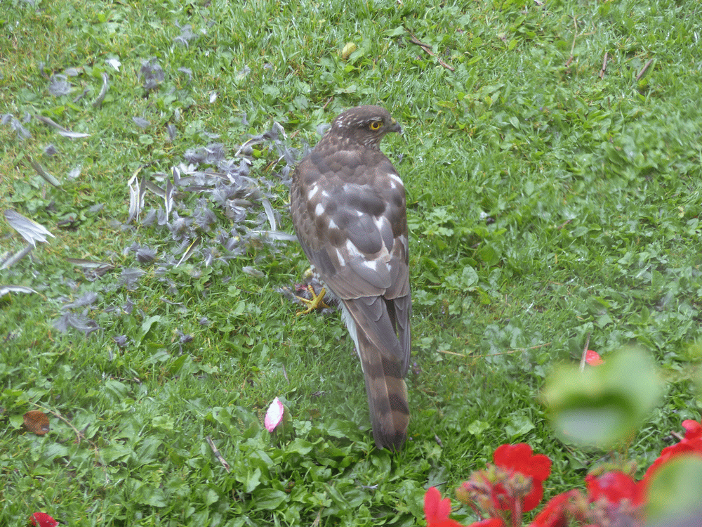 A member-supplied image of Netherbury Nature